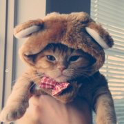 отзыв, шторки трокот, шторки на автомобильные стекла трокот, шторки trokot